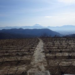 剪定の終わったローズ畑には笠を被った富士山が現れました