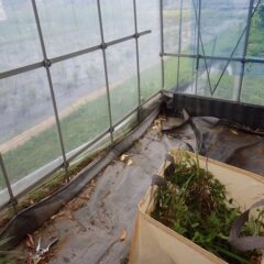 雨の日も除草作業