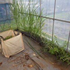 朝から雨でハウス内の除草作業