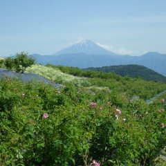 農場のローズが咲き始めました