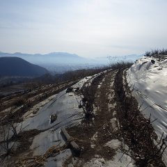 ローズの剪定作業はこちらの斜面に移っています