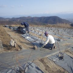 ローズ畑では破れてしまった防草シートの張り替え作業をしています