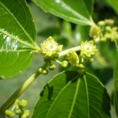 ナツメの花も咲きました