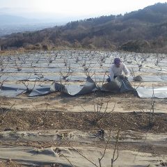 新芽を傷めない様に慎重に作業をしています