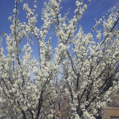 スモモの花も満開になっています