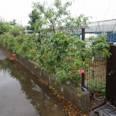 雨が小降りになったのでつるバラの手入れをしました