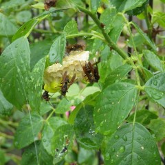 葉の陰に隠れて雨をしのぎながらハチが巣を作っていました