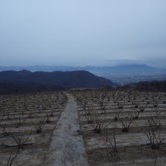 作業が終わる頃には富士山は雲の向こうに隠れてしまいました