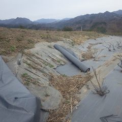 残り半分の防草シート張りです