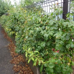 花柄と葉っぱでジャングル状態