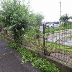 花柄取りは蒸し暑い梅雨の病害虫予防にも役立ちます