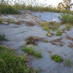 劣化した防草シートの上に生えた雑草