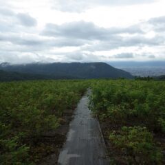 午後になって少しだけ雨が止んだ農場のローズ畑