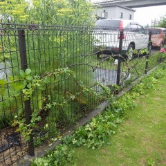 作業の終わったところで再び雨が降り出しました