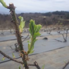 農場のローズはもう直ぐ若葉を広げるところです