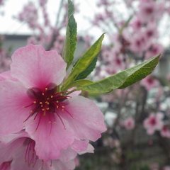 アーモンドは若葉が出始め、花は咲き終わる頃に一番色が濃くなります