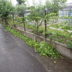 雨で切り落としたままになっていたつるバラの花柄