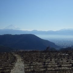 18日は心配した程の雪は降らず、晴れ渡ったローズ畑