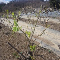 次々に若葉を広げています