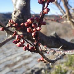 この寒さの中、畑の周囲に植えてある梅の蕾は膨らみ始めています