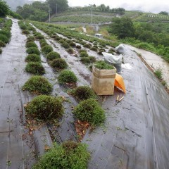 ラベンダーの負担を軽くする為、降り出した雨の中で作業を完了しました