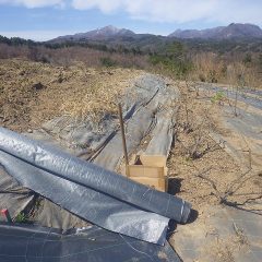 ローズ畑のボロボロになった防草シートの張替え作業