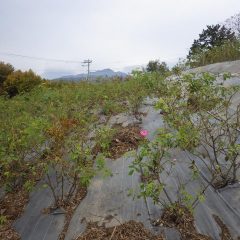 ポツンと咲く一輪の薔薇を見つけました