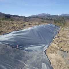 雑草が伸びる前に張り替えることにしました