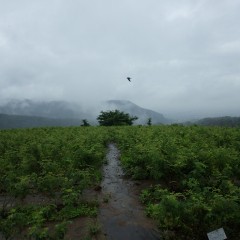 降ったり止んだり、雨の一日でした