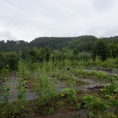 雨に煙るブラックマロウ