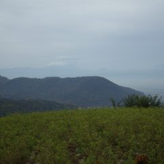 今にも降り出しそうな農場に富士山が霞んでいます