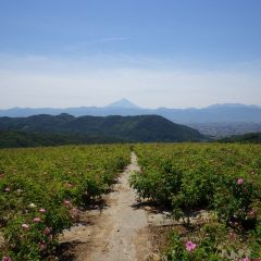 今日もローズが咲き誇る農場