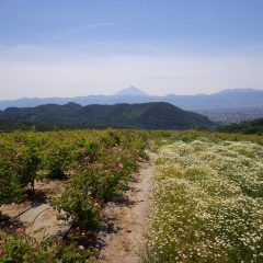 薔薇とカモマイルと富士山の三位一体