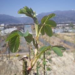 事務局前ではローズの茎が伸び始めました