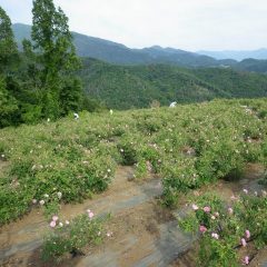 午後からの収穫も残す所はこちらの畑だけとなりました