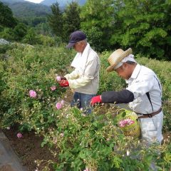 この花を摘み取って今日の収穫作業終了