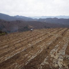 極寒の中、剪定の終わったローズ畑で点検作業が行われています