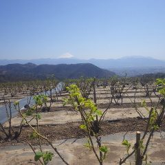 沢山の葉が広がり若草色に染まっています