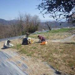農場ではカモマイル・ジャーマン畑の除草作業中