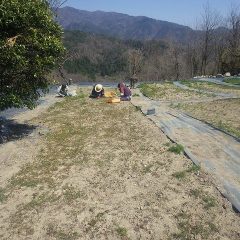 カモマイル・ジャーマン畑の除草作業も最終段階です