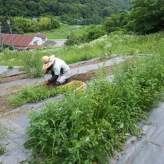 猛暑日の中で除草作業中