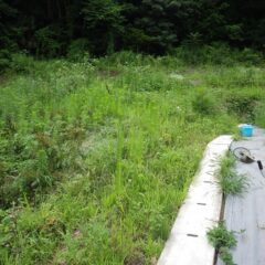 ヨモギ畑が雑草に襲われています
