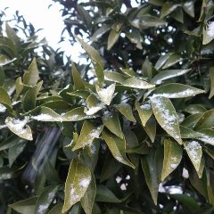 空気が冷えていた為か見る見るうちに剪定したユズの葉にも雪が積もり始めました