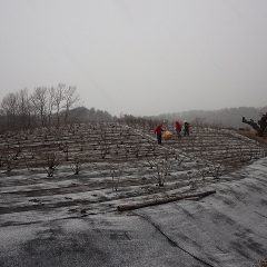 ローズ畑での作業も雪の勢いが増して来たので終了となりました