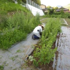 除草作業も進んでいます