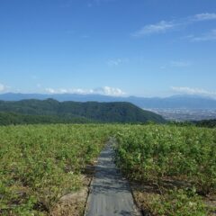灼熱のローズ畑