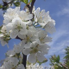 サクランボの花が満開になっています