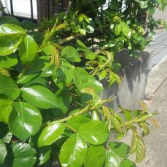 つるバラから蕾が出始めました