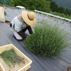 刈り取ったラベンダーは折れないようにトレイに並べて行きます