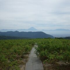 雲に覆われ蒸し暑いローズ畑に墨絵のように富士山が浮かんでいます